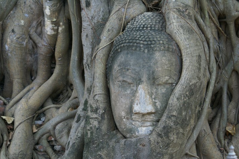 DSC03546.JPG - Buddha-Kopf im Baum verwachsen