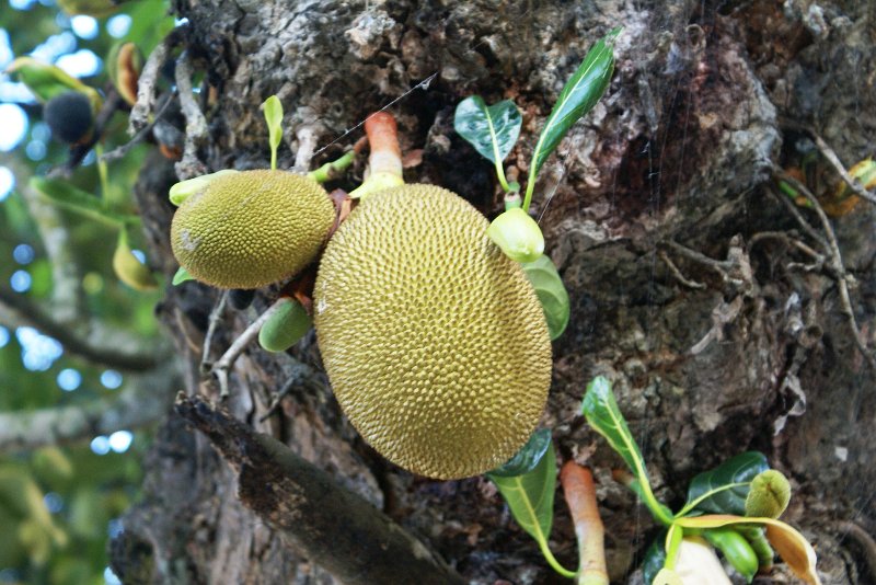 DSC03730.JPG - Jack fruit oder Durian ?