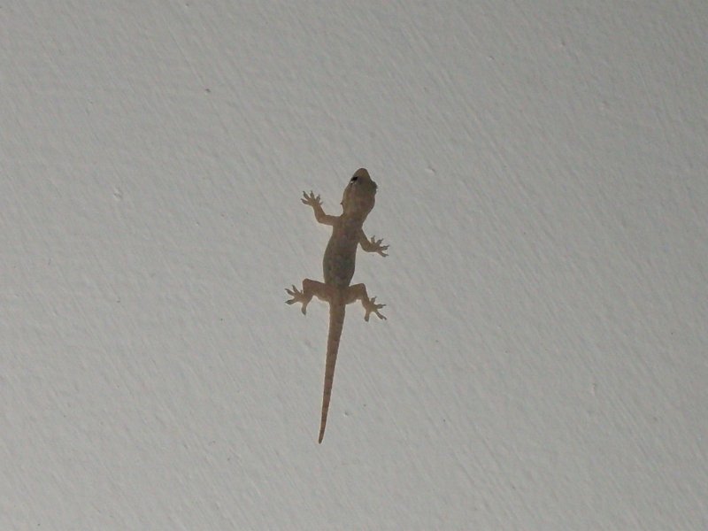SDC12707.JPG