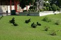DSC03528