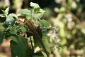 DSC03785