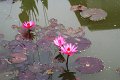 DSC04270