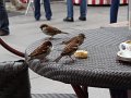 DSC01950
